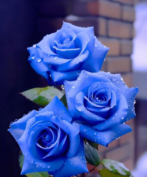 花语719代表的含义是什么？