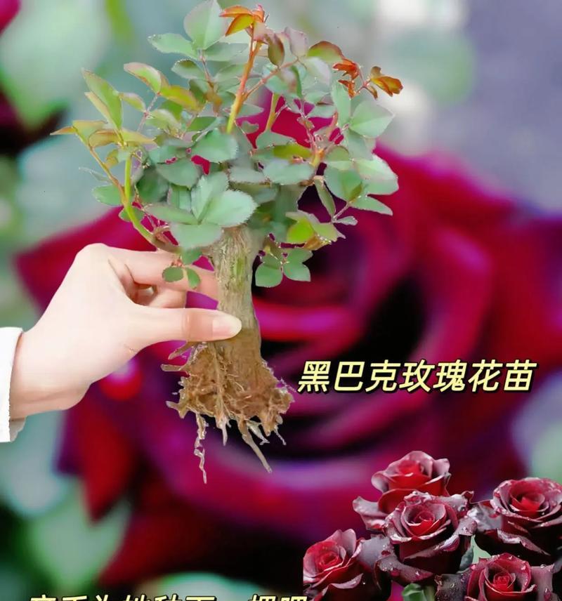 男生亲手养的玫瑰花代表什么？如何表达情感？