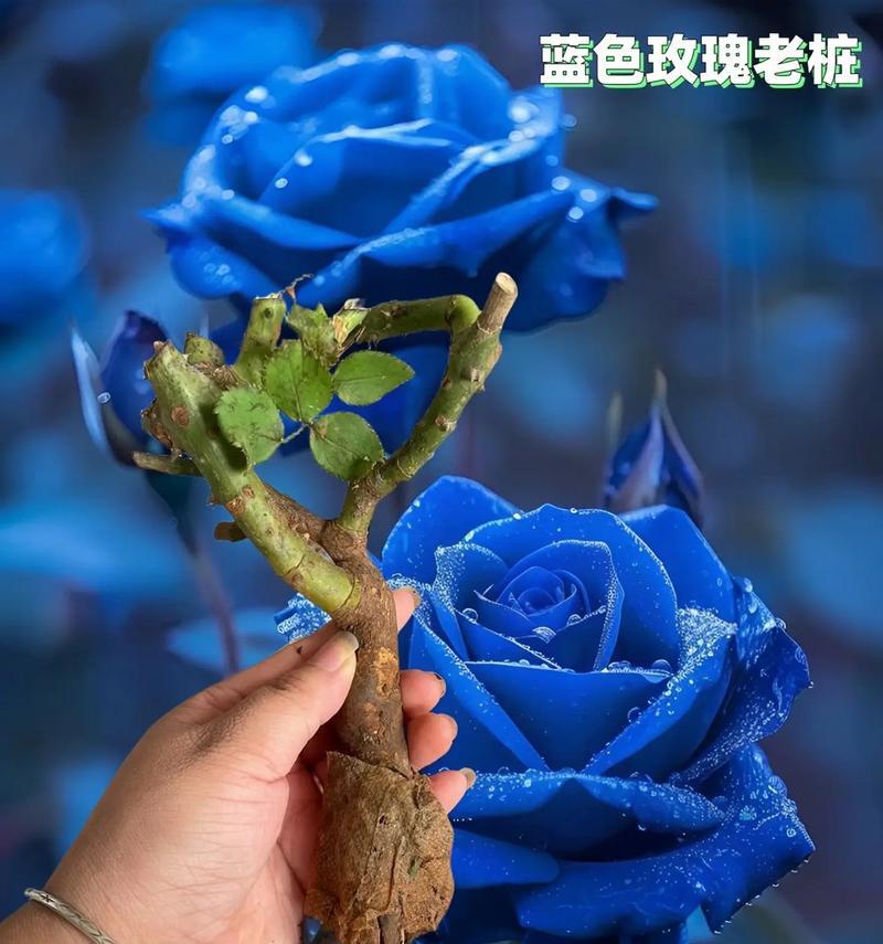 男生亲手养的玫瑰花代表什么？如何表达情感？