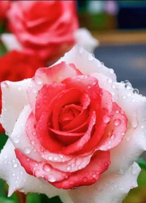 花语最纯情的爱是什么？哪种花代表着最纯真的爱情？