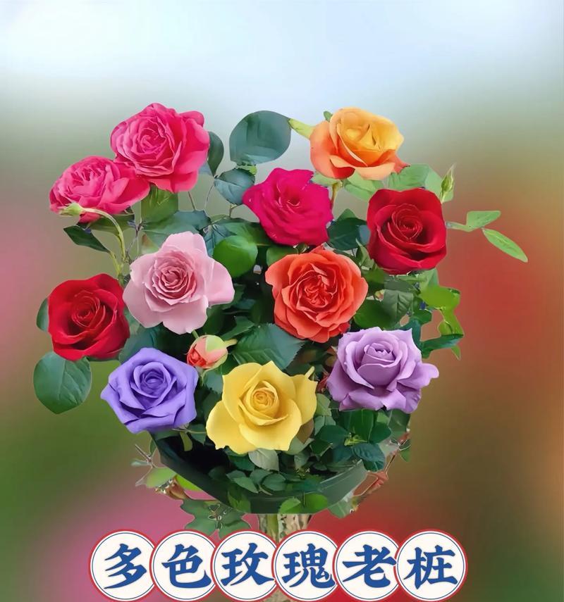 送玫瑰花有何特殊含义？不同颜色玫瑰代表什么？