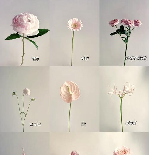 钟爱的花语代表了什么？哪种花代表钟爱？