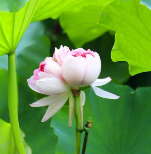 哪种花象征着友爱与互助？