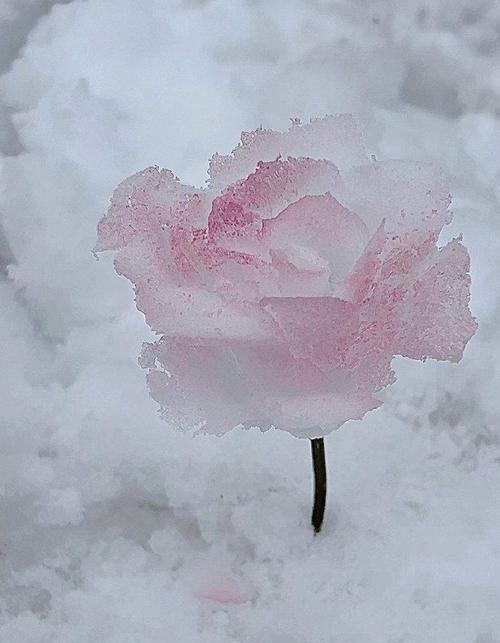 用雪做玫瑰花寓意什么？雪玫瑰的象征意义是什么？