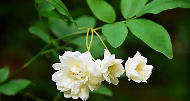 荼蘼花的花语是什么意思？它在文化中扮演什么角色？