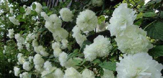 荼蘼花的花语是什么意思？它在文化中扮演什么角色？