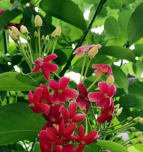 有哪些花语听起来比较残酷？它们代表什么？