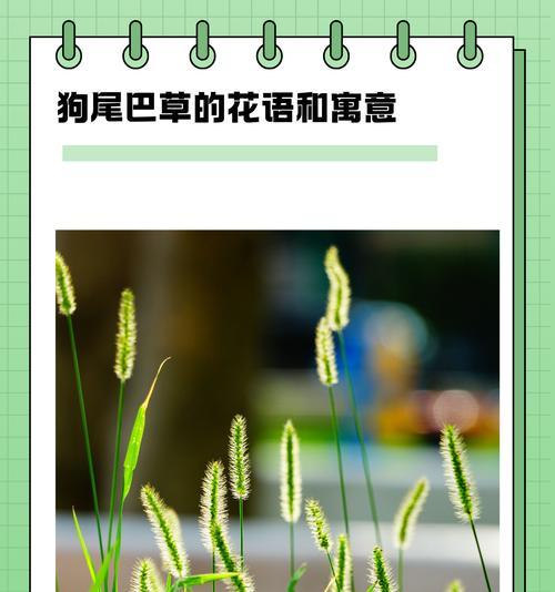 花语中的“变幻莫测”究竟指什么？