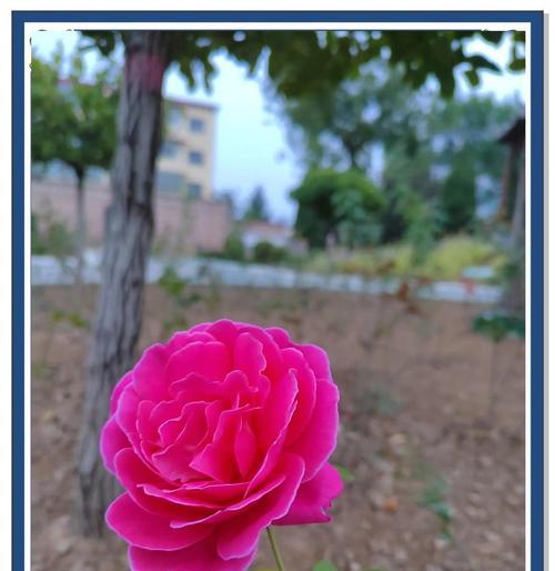 月季的介绍与花语有何独特之处？