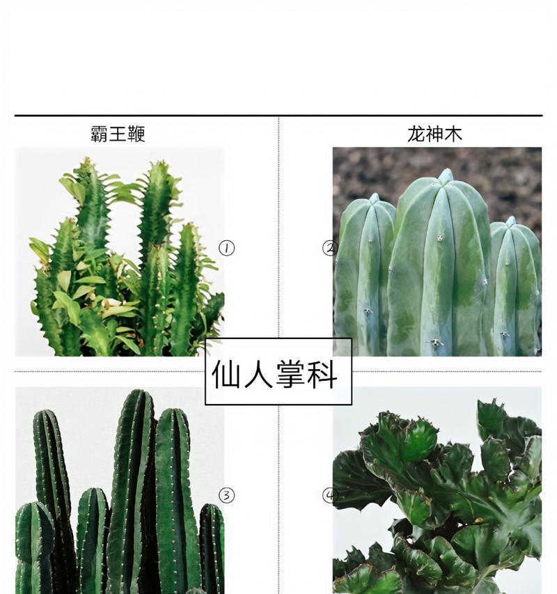 仙人掌的两种花语分别是什么？
