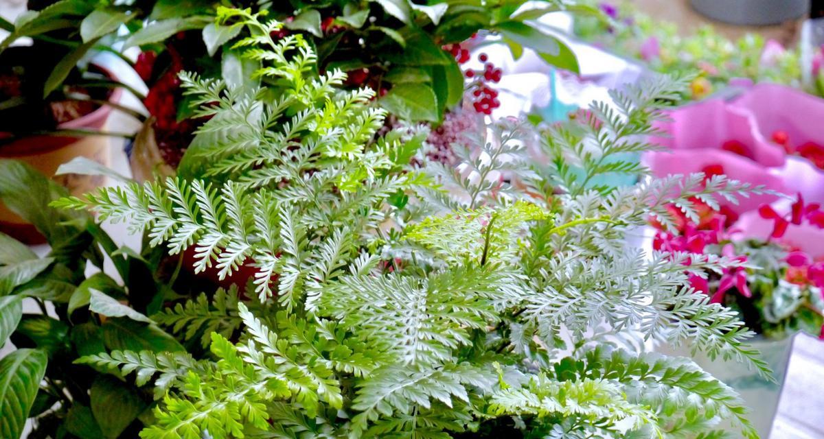 茉莉白茶的寓意和花语是什么？它传递了怎样的信息？