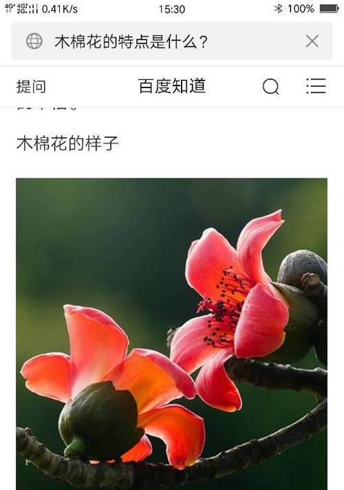 茉莉白茶的寓意和花语是什么？它传递了怎样的信息？