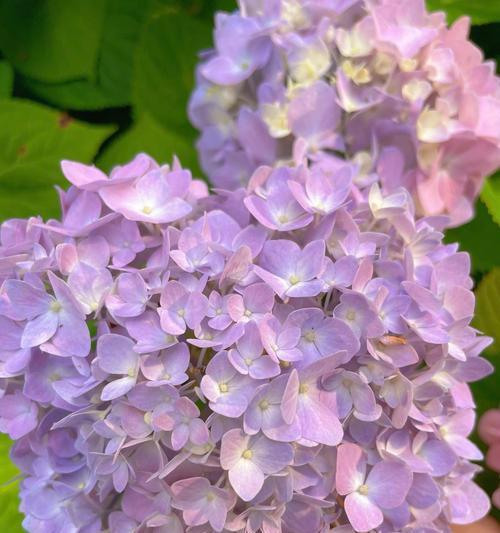 夏花的花语是什么？网络用语中它代表了什么？