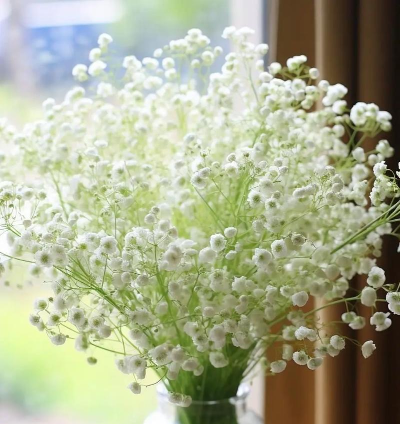 满天星有哪些不同的花语？它们各自代表了什么？