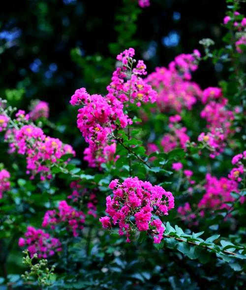 紫薇花为何象征独立？花语背后的故事是什么？