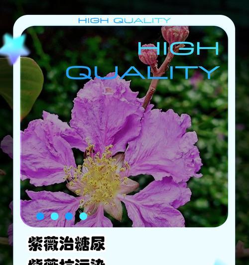 紫薇花为何象征独立？花语背后的故事是什么？