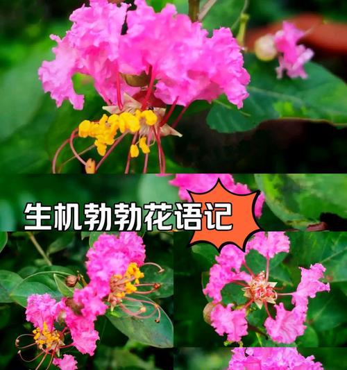 紫薇花为何象征独立？花语背后的故事是什么？