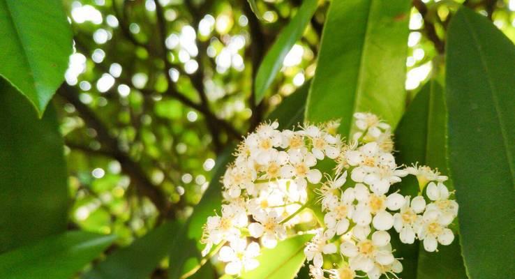 5月代表的花语有哪些？适合送什么花？