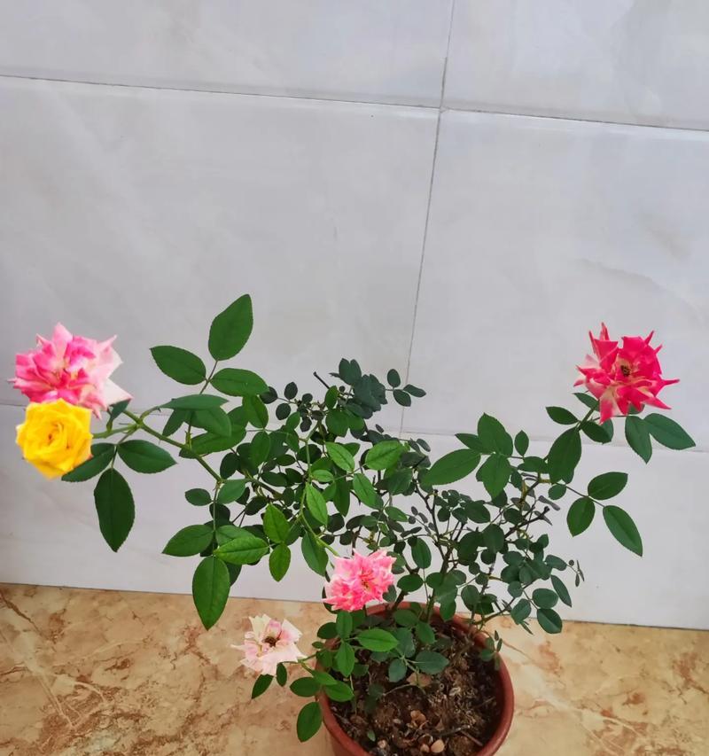 5月代表的花语有哪些？适合送什么花？