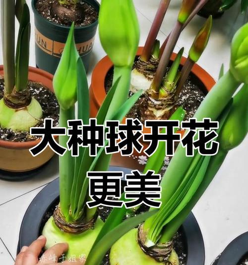糖果皇后朱顶红的花语含义是什么？