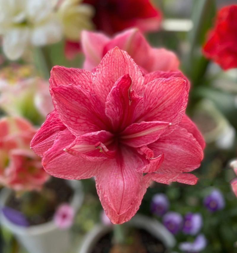 糖果皇后朱顶红的花语含义是什么？