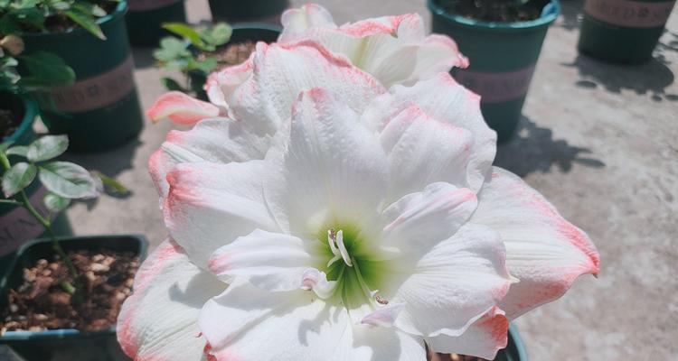 糖果皇后朱顶红的花语含义是什么？