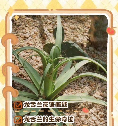 爱情be的花语代表什么？如何用花语表达爱情？