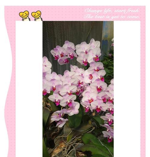 爱情be的花语代表什么？如何用花语表达爱情？