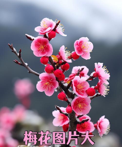梅花的鲜花花语和寓意是什么？如何用梅花表达情感？
