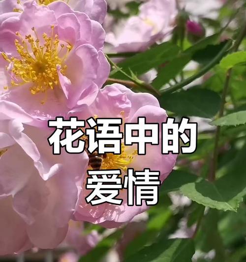 蔷薇与蛇花语对应关系是什么？它们之间有何种象征意义？