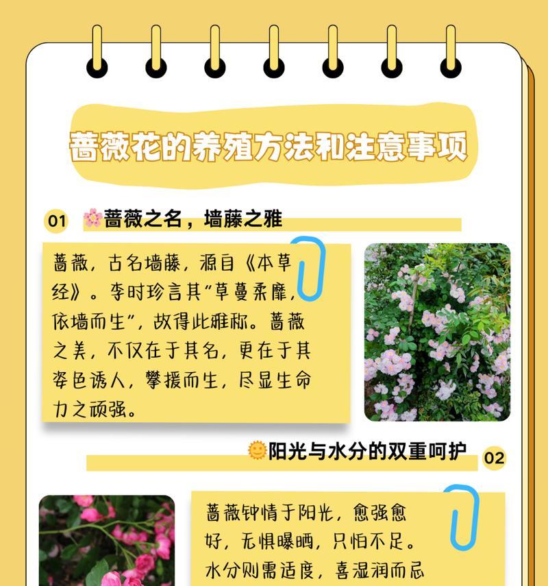 蔷薇与蛇花语对应关系是什么？它们之间有何种象征意义？