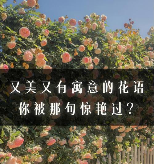 他眼中的我是什么的花语？如何通过花语了解他的看法？