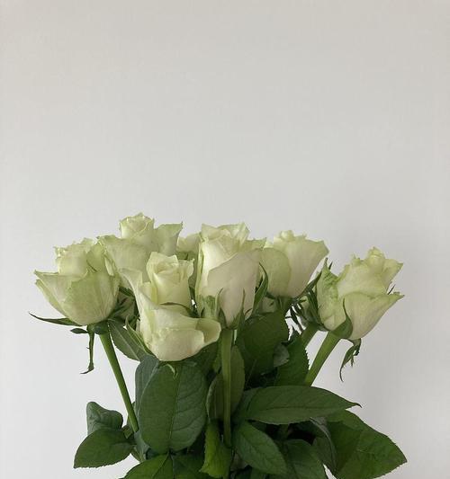 黄绿色香槟玫瑰的花语是什么？它代表了哪些情感？