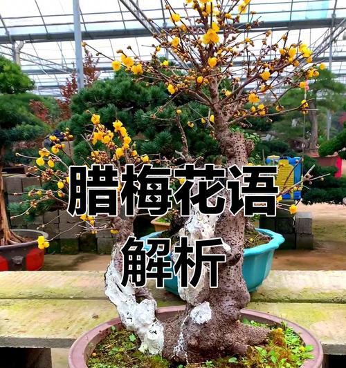 腊梅和康乃馨的花语是什么？它们各自代表了什么？