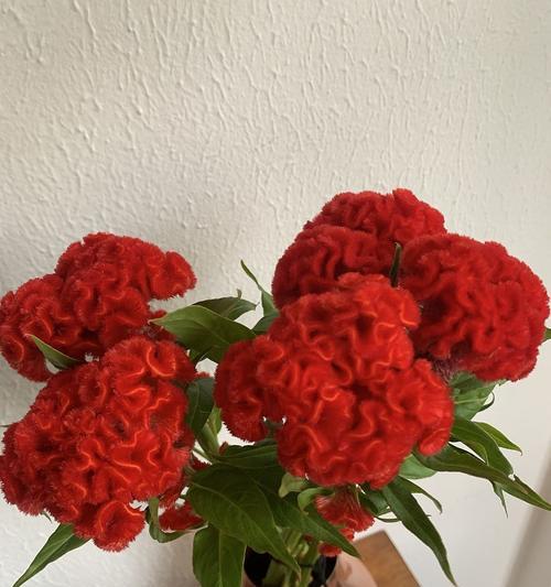 腊梅和康乃馨的花语是什么？它们各自代表了什么？