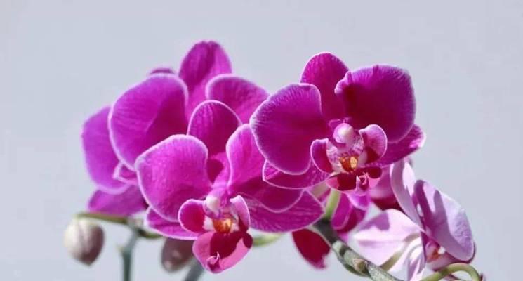 整束蝴蝶兰的花语代表了什么？