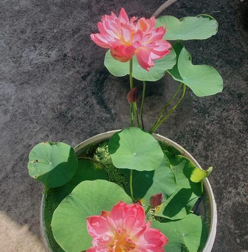适合初夏入手的“5种”漂亮花,一开大半年,花苞多到数不清？