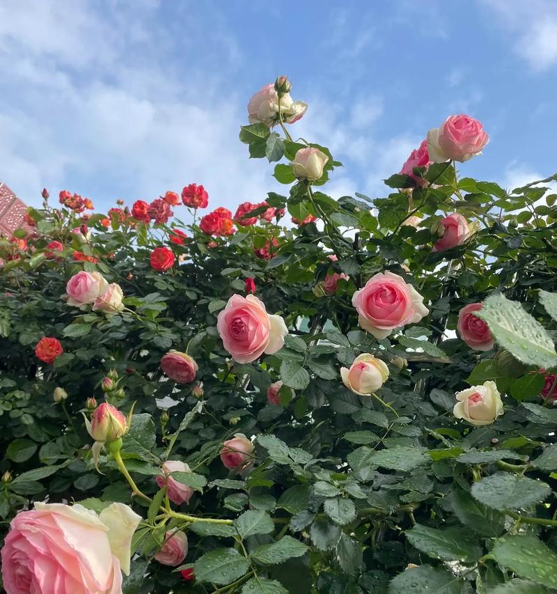 适合初夏入手的“5种”漂亮花,一开大半年,花苞多到数不清？