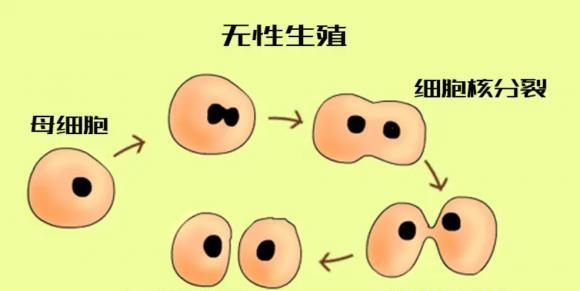 生物繁殖方式有哪些？无性繁殖与有性繁殖有何不同？