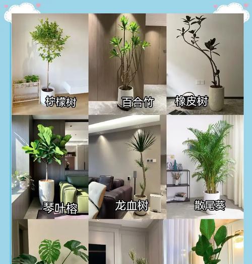 吊竹梅盆栽养护需要注意什么？如何打造家居绿意？