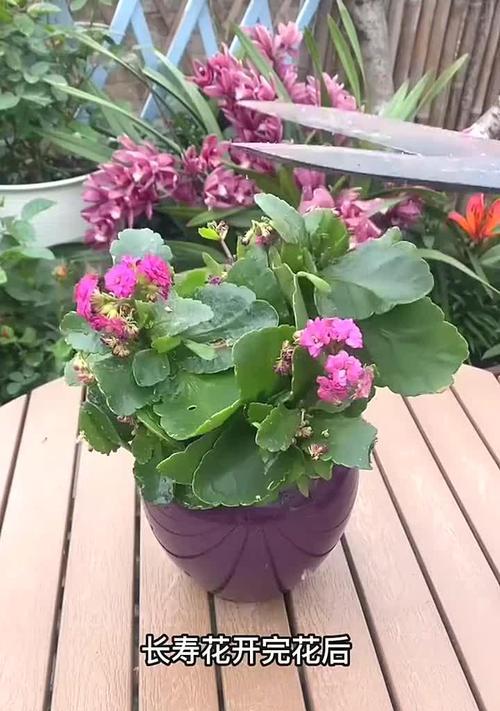 5月起哪些花需要修剪？修剪后如何实现爆盆？