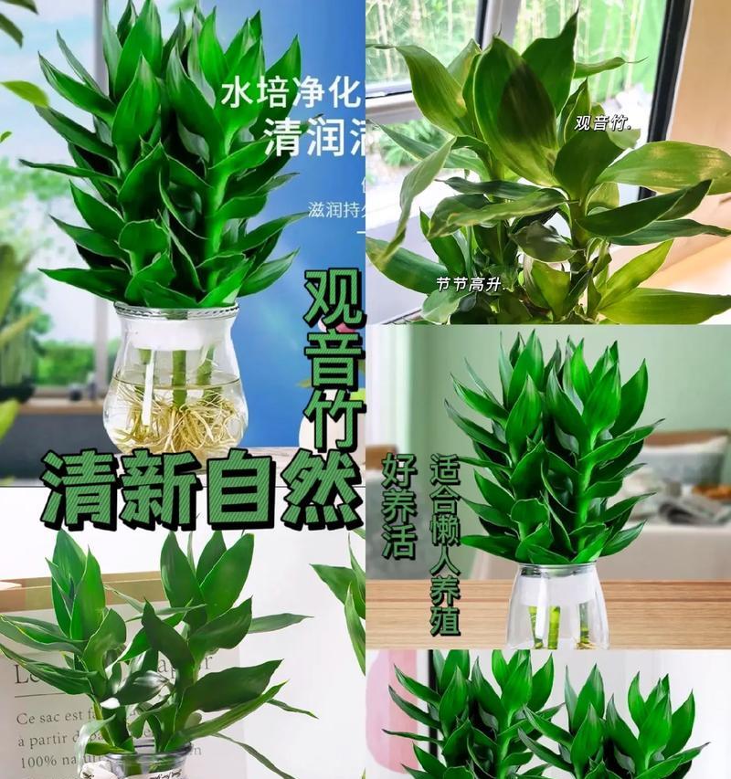 如何让富贵竹快速生根？DOU+小助手如何使用？
