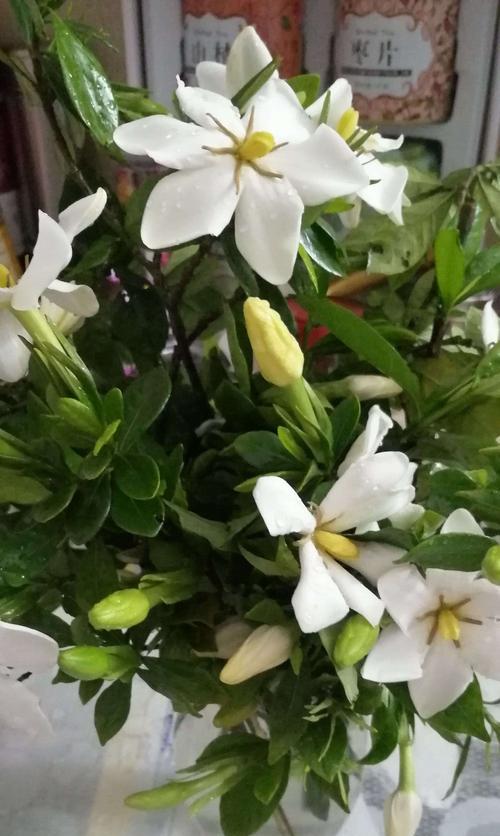 栀子花如何盛放？生长条件和培育技巧是什么？