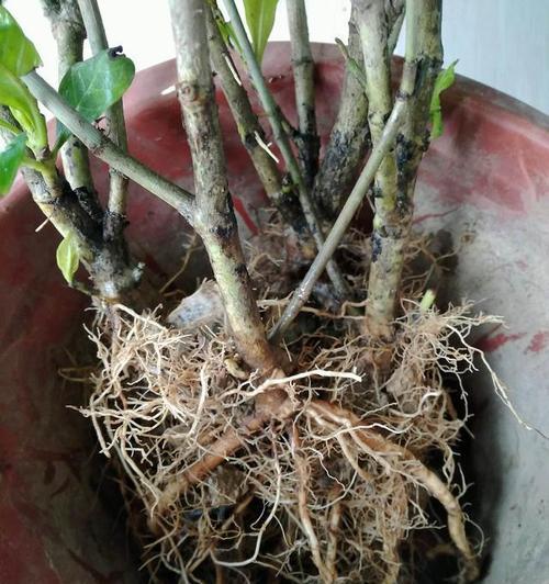 栀子花如何盛放？生长条件和培育技巧是什么？