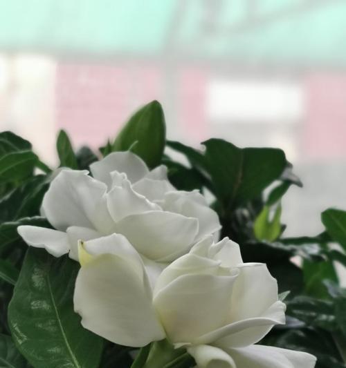 栀子花如何盛放？生长条件和培育技巧是什么？