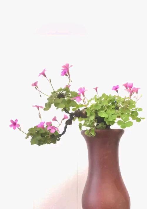 酢浆草如何爆盆？养护中常见问题如何解决？