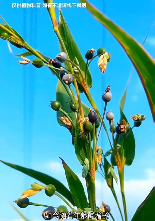 满天星是什么植物？有哪些特点？
