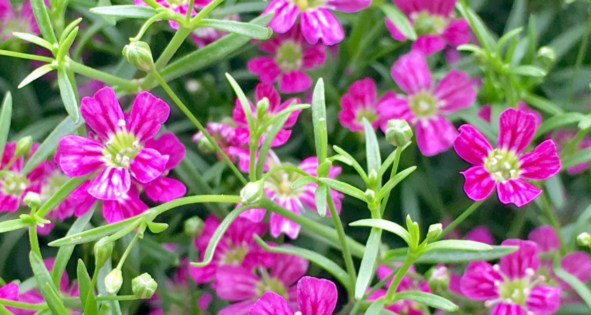 满天星是什么植物？有哪些特点？