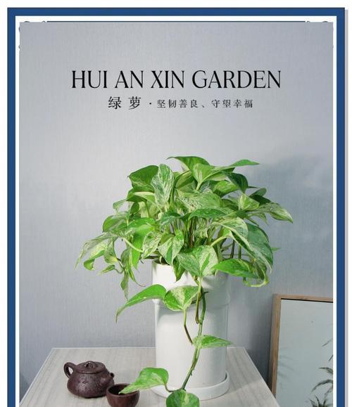 绿萝是否有毒？适合放在室内吗？