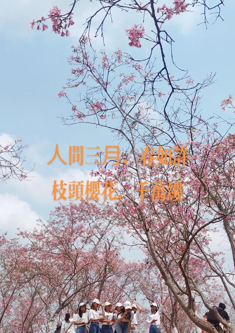 雨花谷樱花何时盛开？2025年5月花期如何？